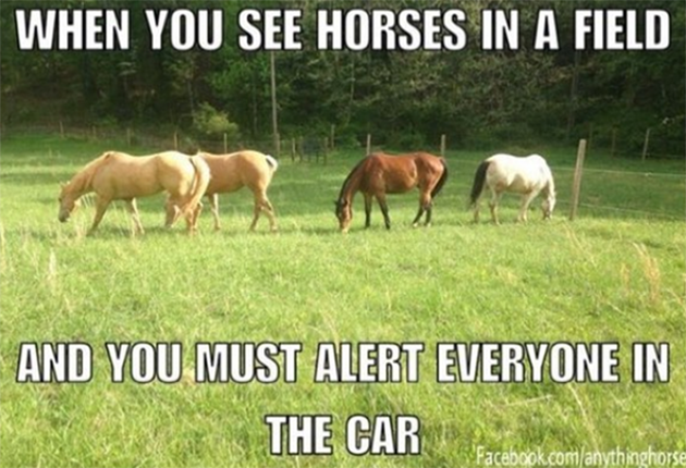 horse meme