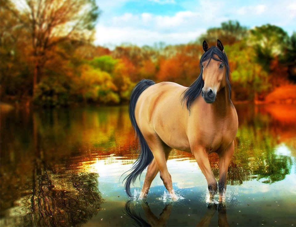 horse wallpapers