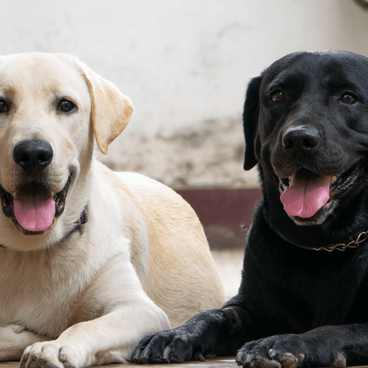 how long do labradors live