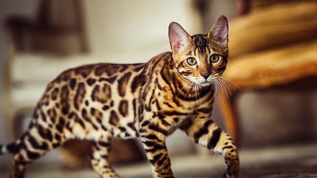 how much does a bengal house cat cost