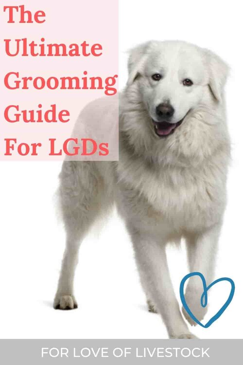 how to groom a great pyrenees