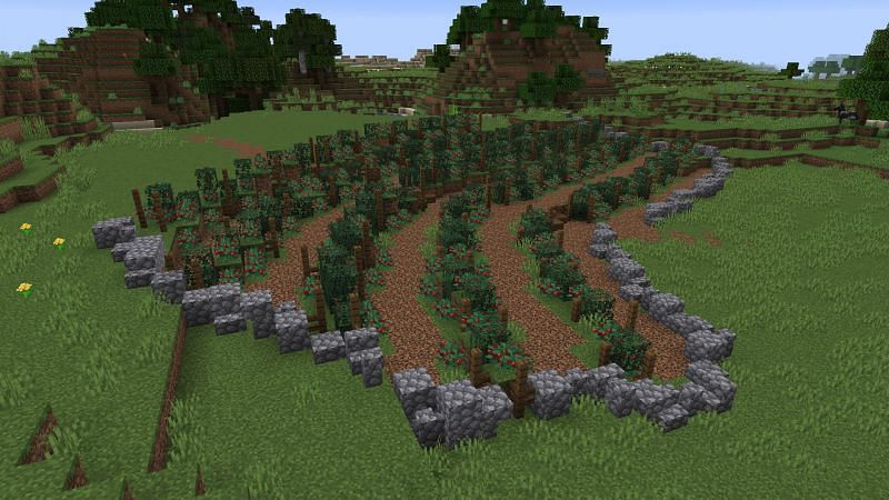 how to grow sweet berries in minecraft