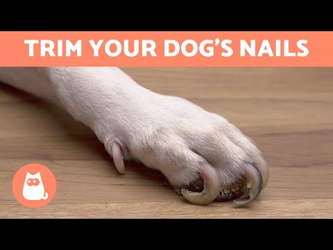 how to trim severely overgrown dog nails