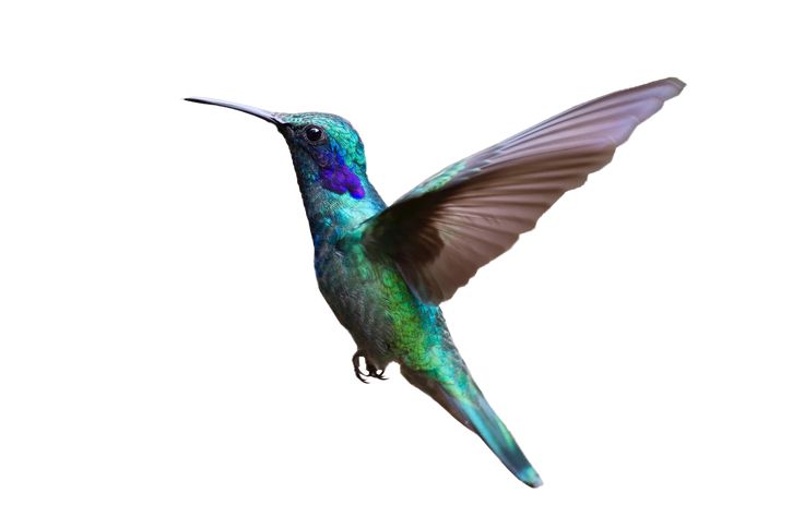 hummingbird png