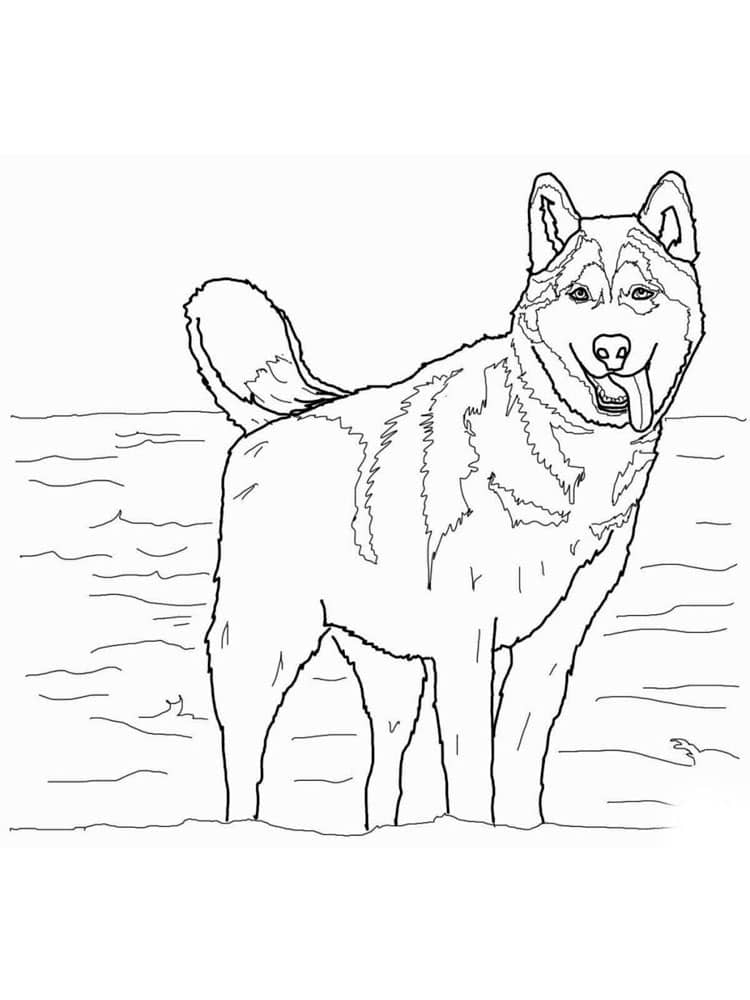 husky dog coloring pages