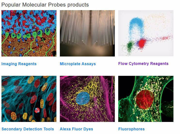 invitrogen molecular probes