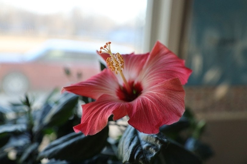 is a hibiscus plant poisonous to cats