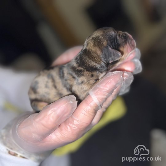 jack russell puppies for sale stoke on trent