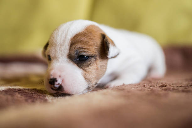 jack russell pups