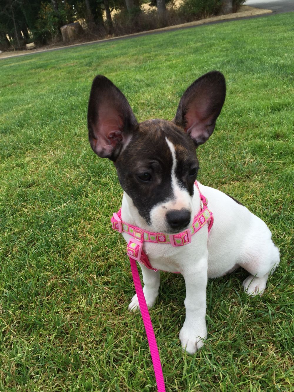 jack russell terrier and french bulldog mix