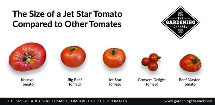 jet star tomato vs better boy