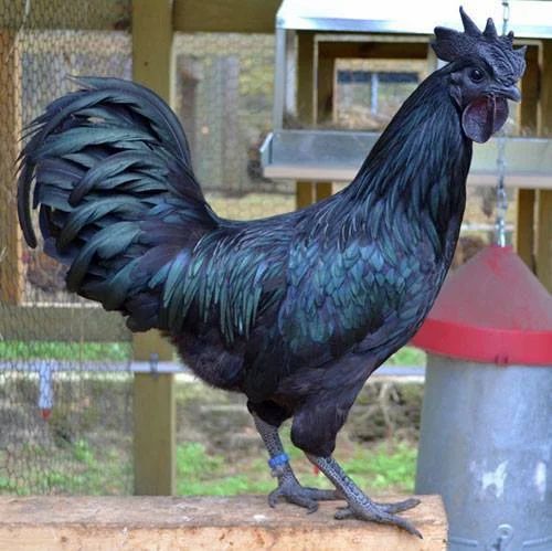 kadaknath chicken in chennai