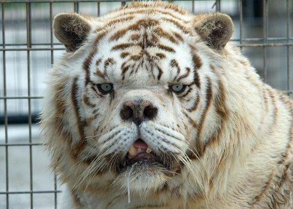 kenny the white tiger