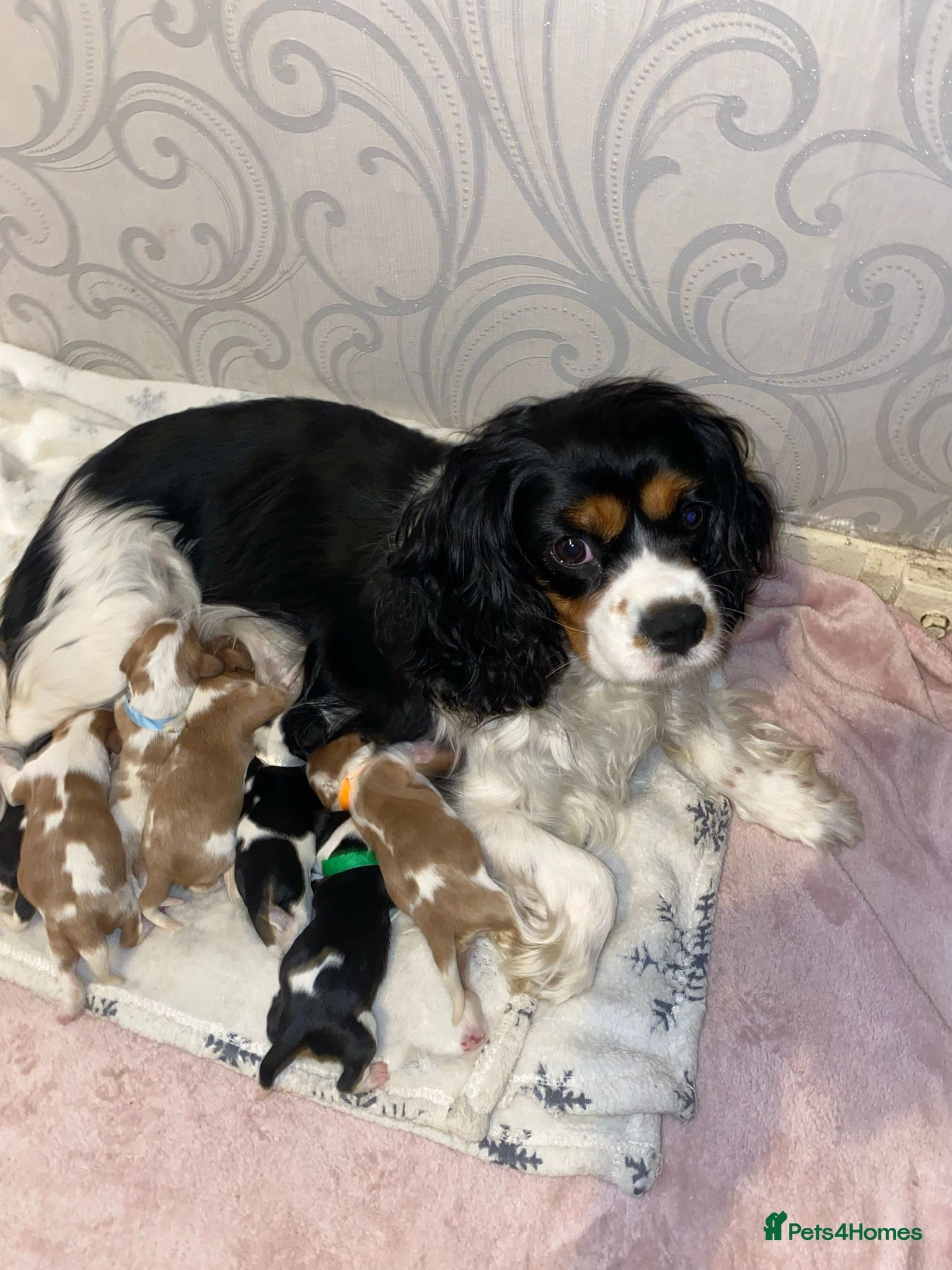 king charles puppies for sale manchester