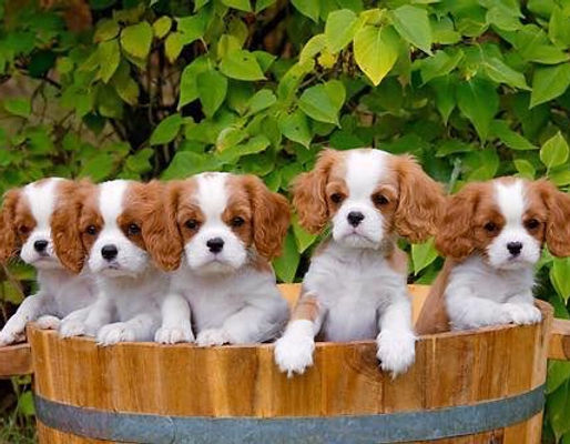 king charles spaniel for sale