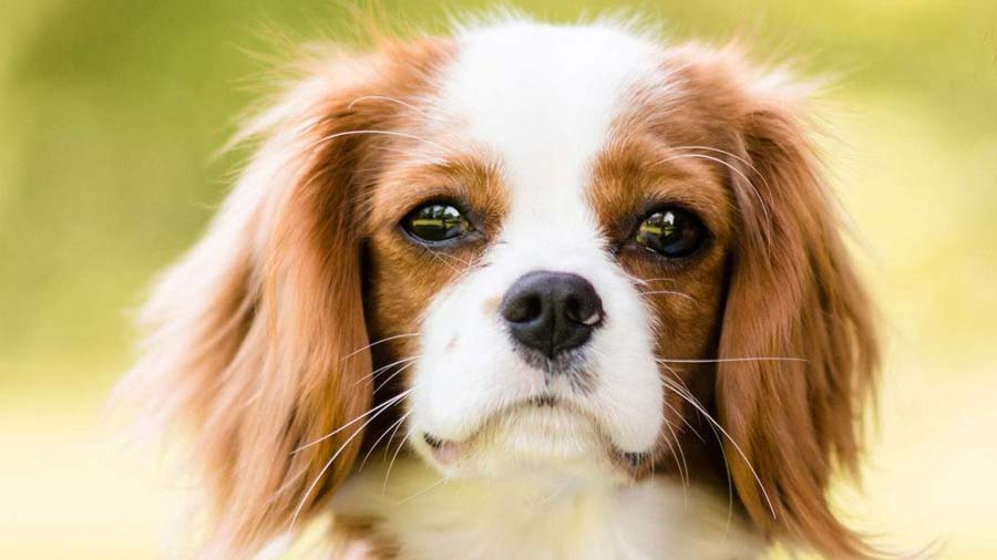 king charles spaniel puppy price