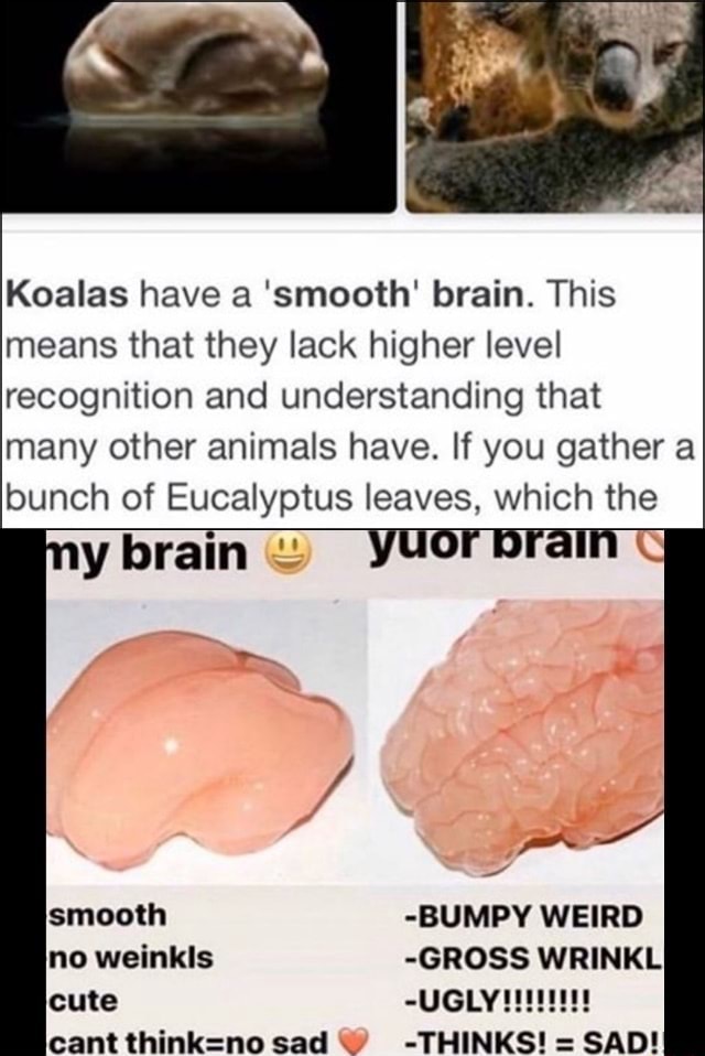 koalas smooth brains