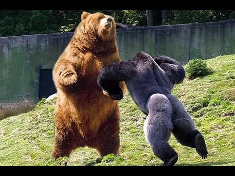 kodiak bear vs silverback gorilla