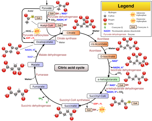 krebs cycle wiki