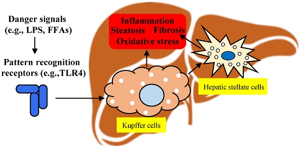 kuffer cells