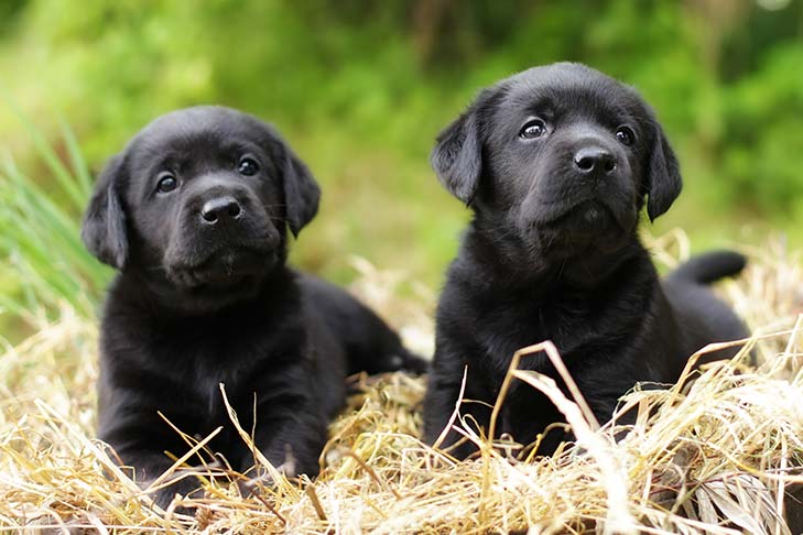 lab pups