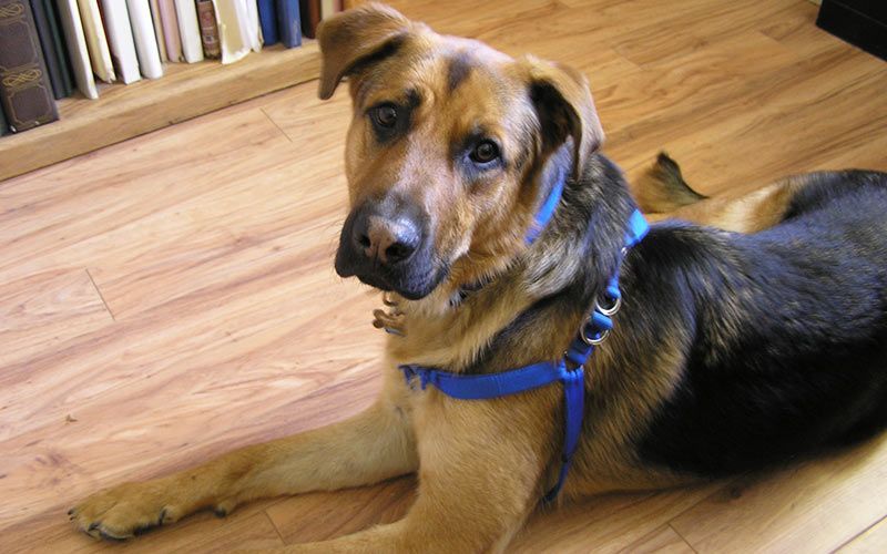 lab retriever and german shepherd mix