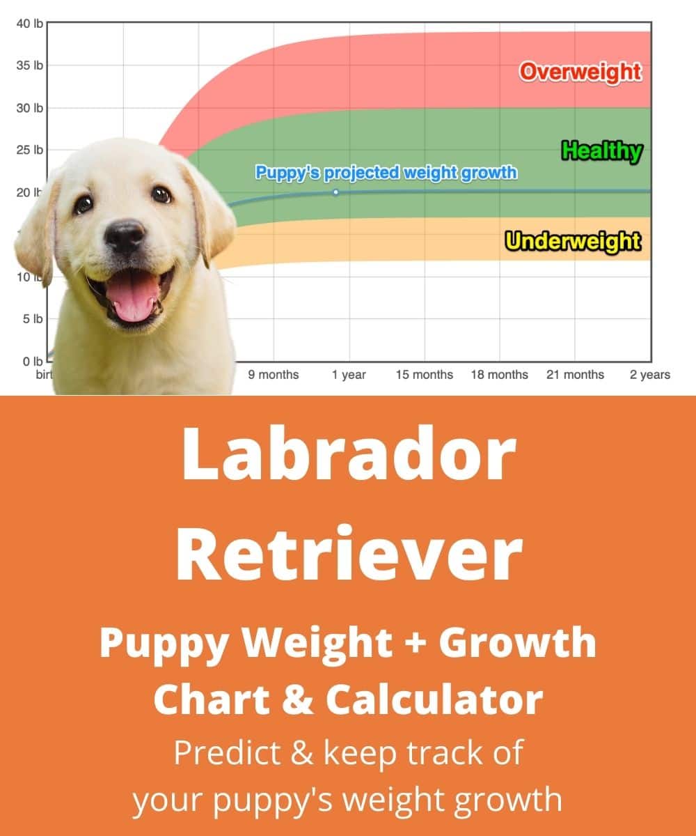 labrador puppy weight chart kg