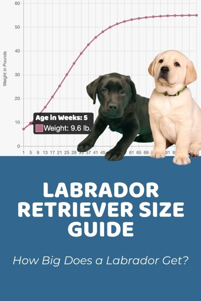 labrador puppy weight chart