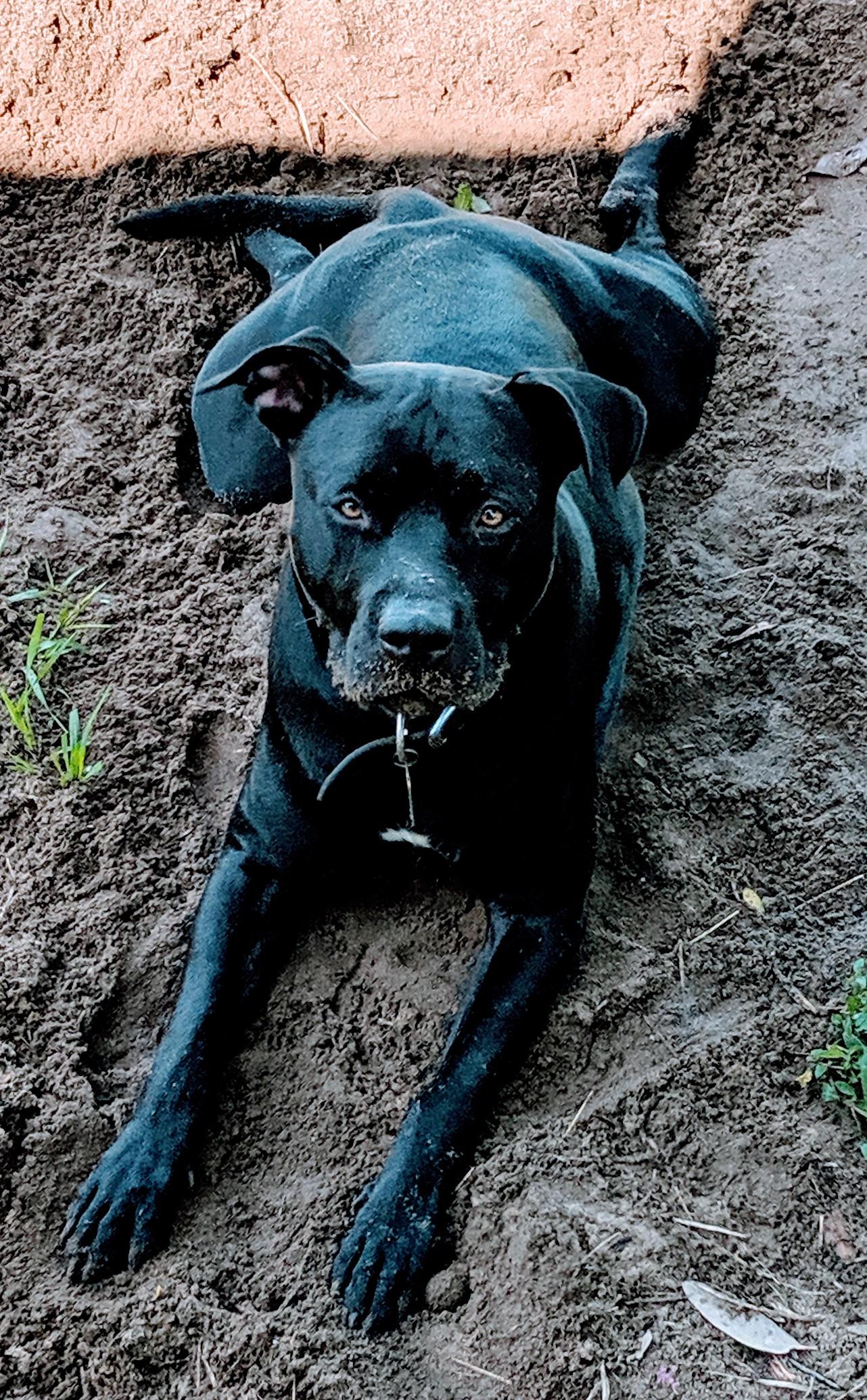 labrador retriever and american bulldog mix