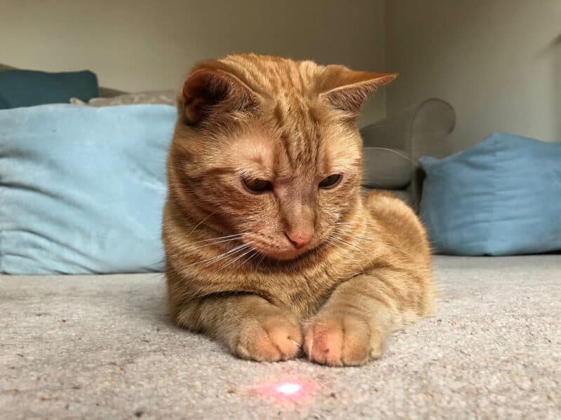 laser pointer syndrome in cats