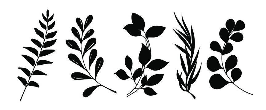 leaf graphic vector