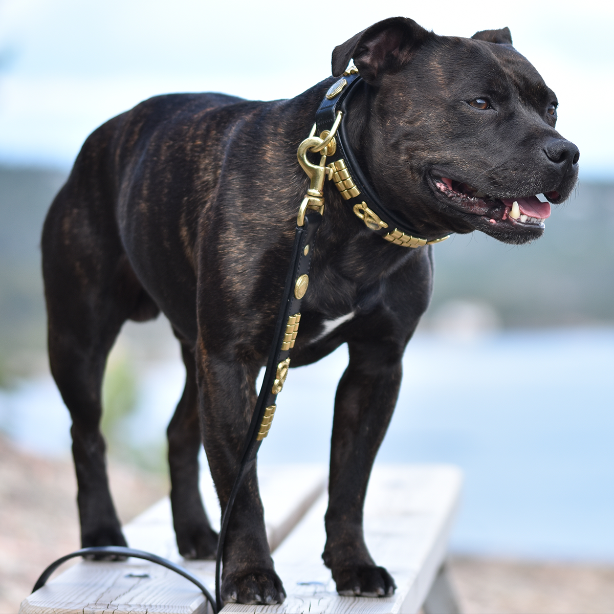 leather staffy collars