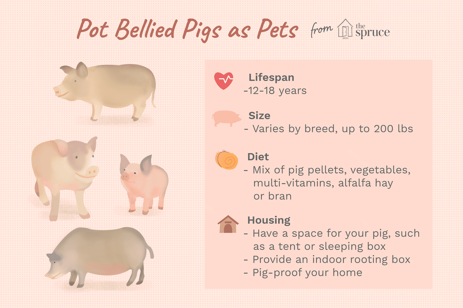 life expectancy of pot belly pigs