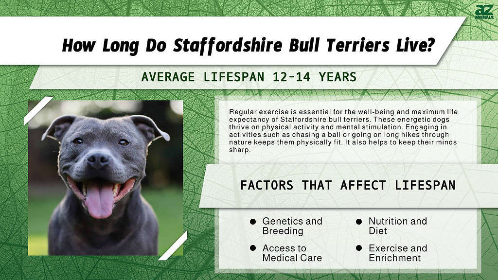 lifespan of a staffie