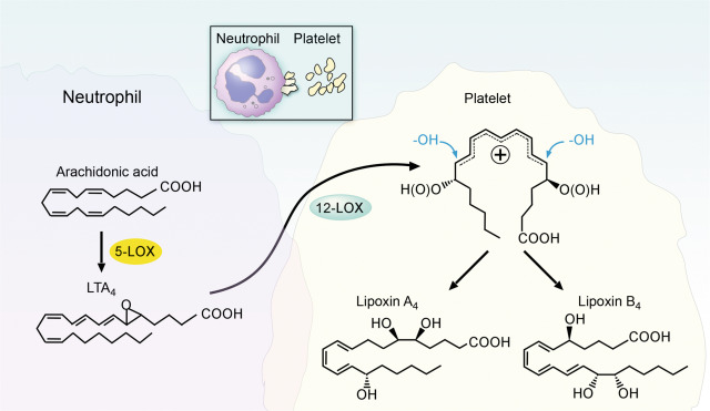 lipoxygenase