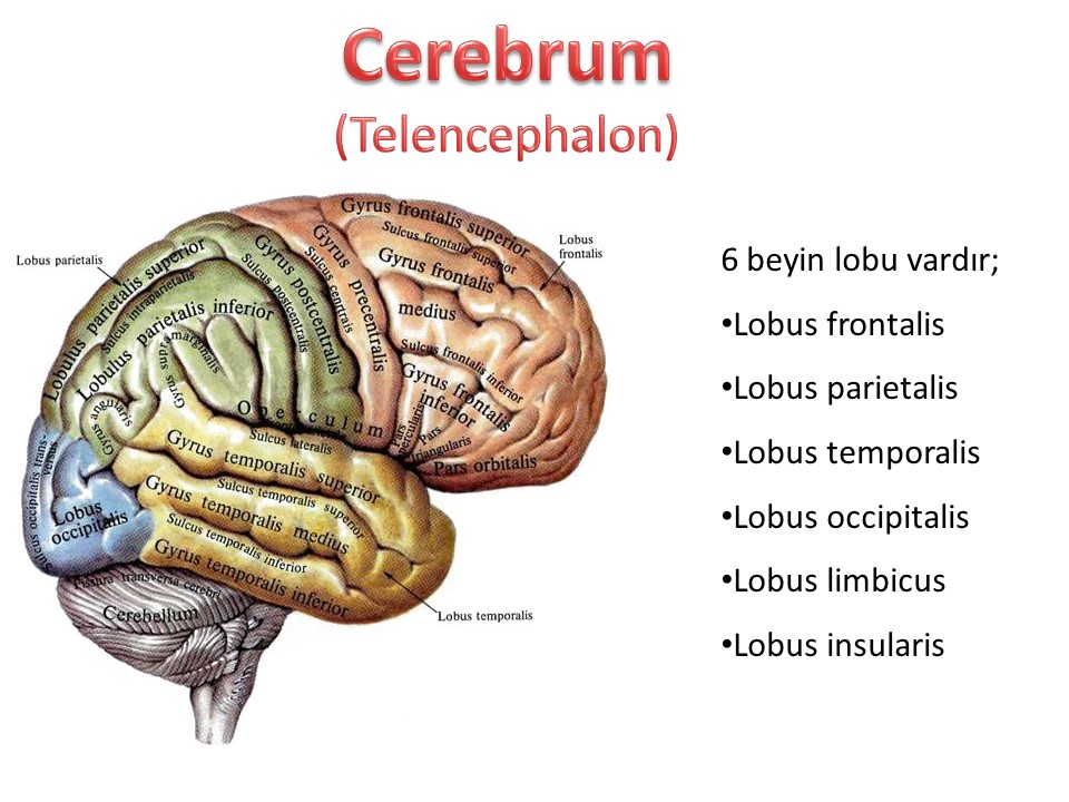 lobus nedir