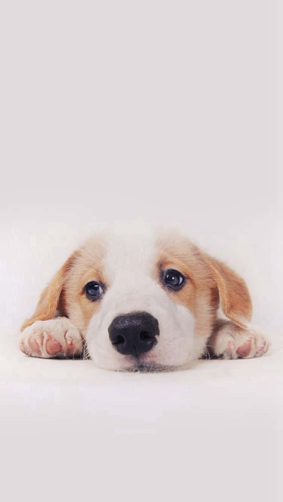 lock screen dog wallpaper iphone