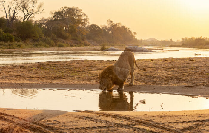 londolozi blog