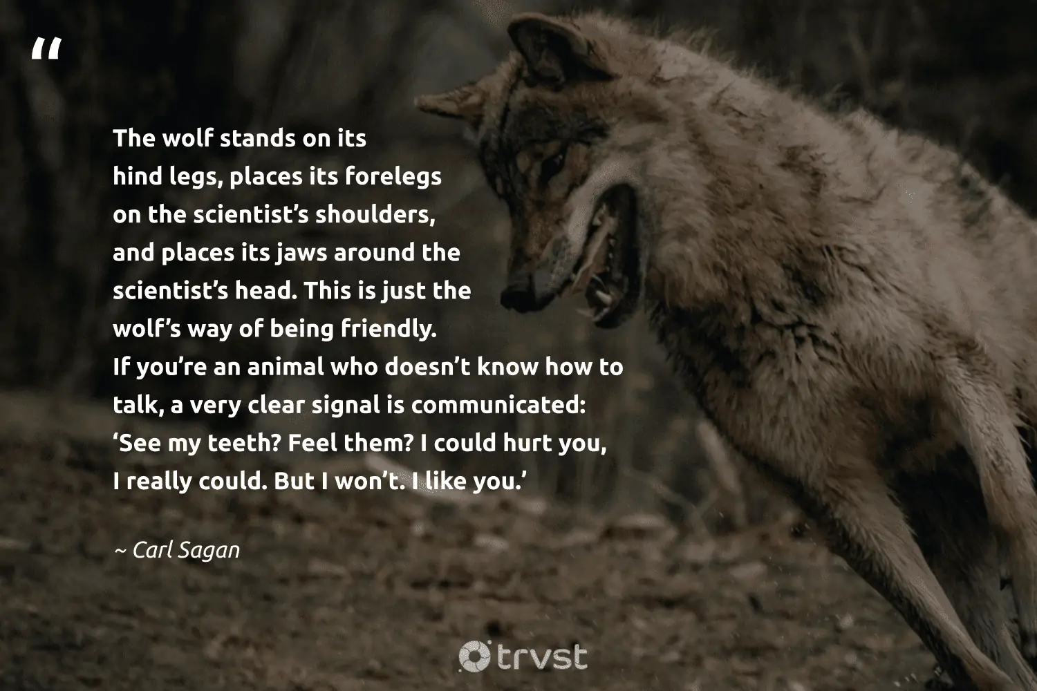 lone wolf quotes