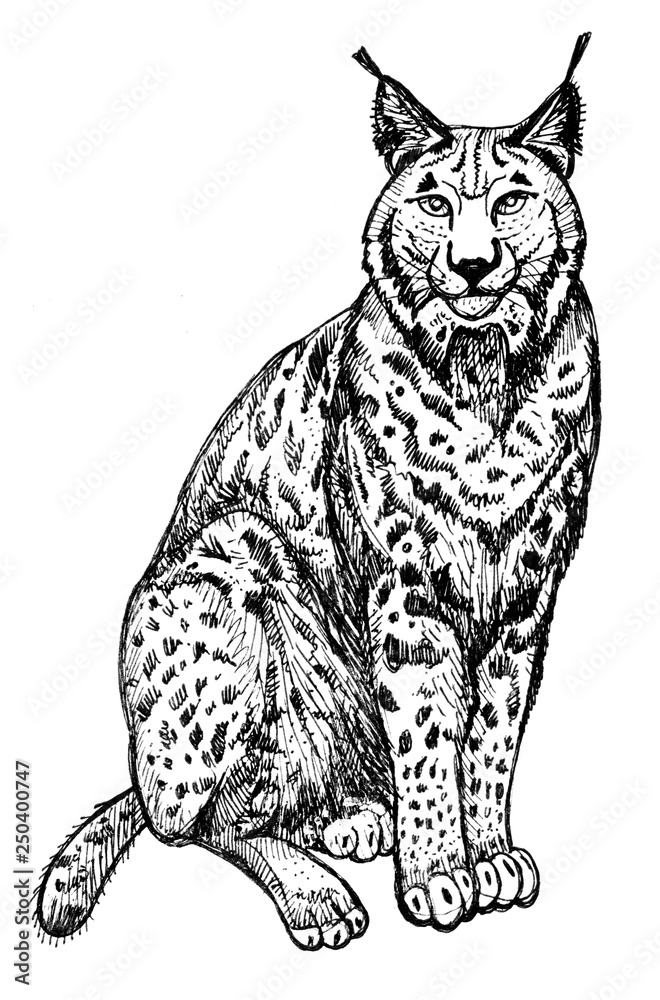 lynx clipart