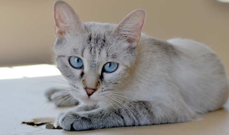 lynx point siamese cat price