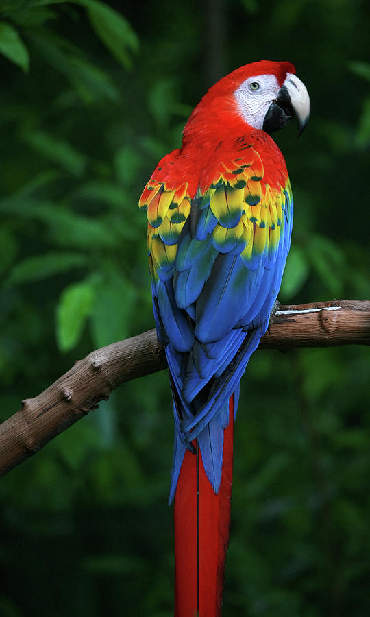 macaw pictures