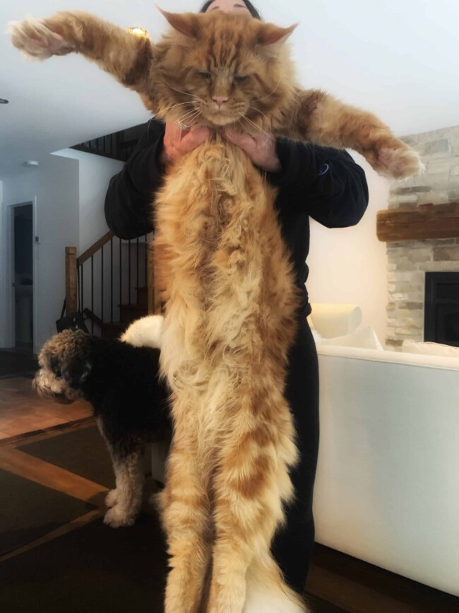 maine coon ontario canada