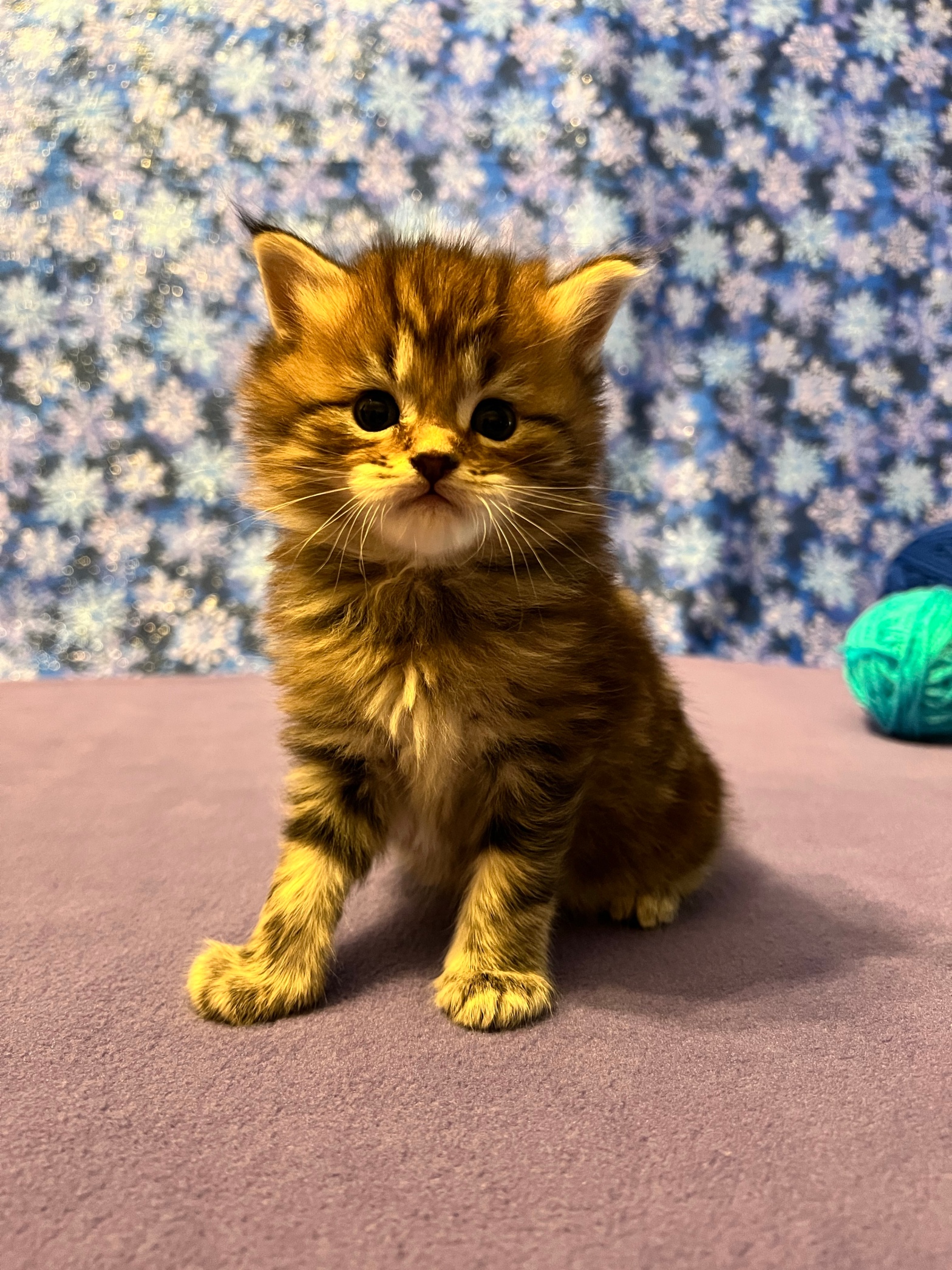 maine coon persian mix