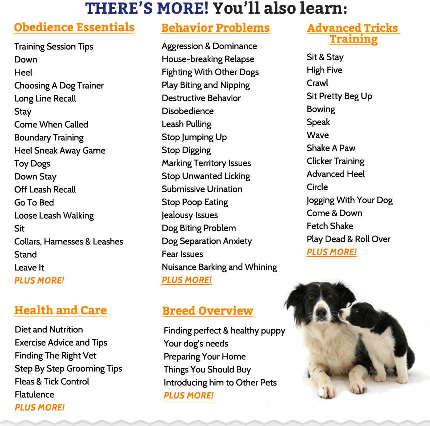 male dog names border collie