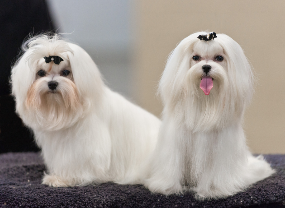 maltese breeders in florida