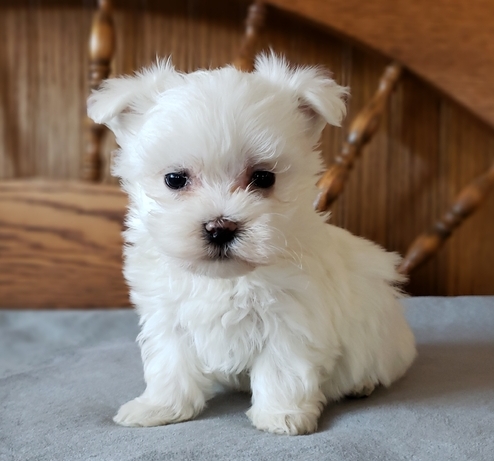 maltese dog for sale uk