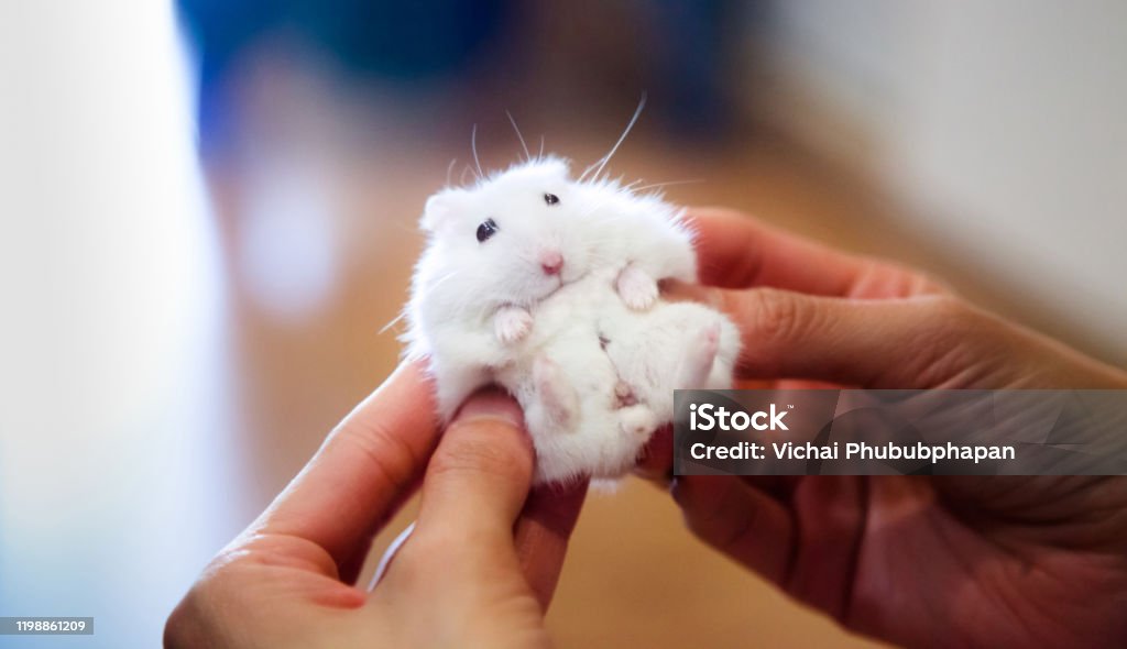 massage hamster