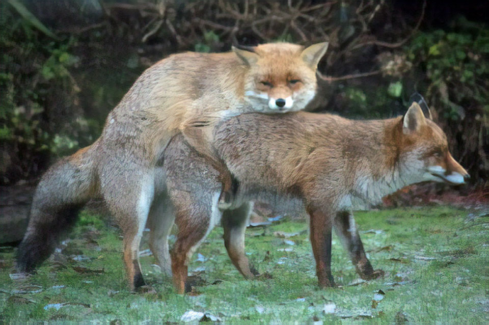 mating foxes noise