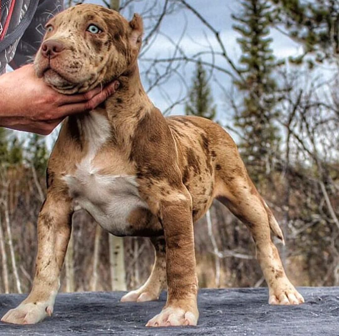 merle pitbull